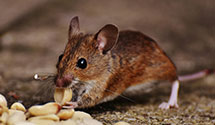 24 Hour & Emergency Exterminators in E Blue Hill, ME